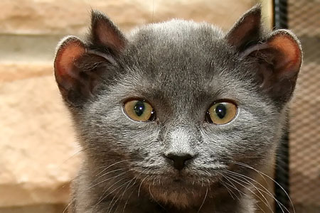 Illustration for article titled Four-eared cat is at least twenty times cuter than non-mutant kitties